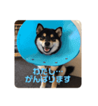 柴犬 つぶみすたんぷ（個別スタンプ：3）