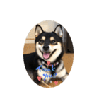 柴犬 つぶみすたんぷ（個別スタンプ：6）