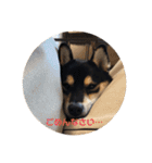 柴犬 つぶみすたんぷ（個別スタンプ：7）