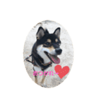 柴犬 つぶみすたんぷ（個別スタンプ：8）