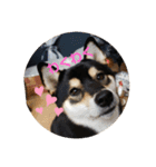 柴犬 つぶみすたんぷ（個別スタンプ：9）