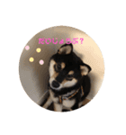柴犬 つぶみすたんぷ（個別スタンプ：10）
