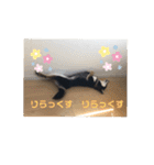 柴犬 つぶみすたんぷ（個別スタンプ：11）