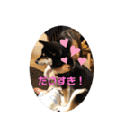 柴犬 つぶみすたんぷ（個別スタンプ：13）