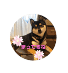 柴犬 つぶみすたんぷ（個別スタンプ：14）