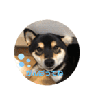 柴犬 つぶみすたんぷ（個別スタンプ：15）