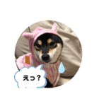 柴犬 つぶみすたんぷ（個別スタンプ：16）