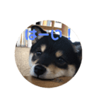 柴犬 つぶみすたんぷ（個別スタンプ：17）