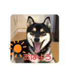柴犬 つぶみすたんぷ（個別スタンプ：18）