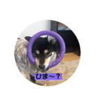 柴犬 つぶみすたんぷ（個別スタンプ：19）