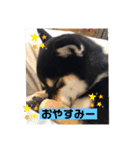 柴犬 つぶみすたんぷ（個別スタンプ：20）