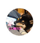 柴犬 つぶみすたんぷ（個別スタンプ：21）