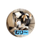 柴犬 つぶみすたんぷ（個別スタンプ：22）