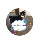 柴犬 つぶみすたんぷ（個別スタンプ：23）