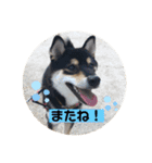 柴犬 つぶみすたんぷ（個別スタンプ：24）