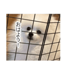 ぽめらにあんこむぎ（個別スタンプ：1）
