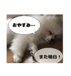 ぽめらにあんこむぎ（個別スタンプ：2）