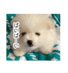 ぽめらにあんこむぎ（個別スタンプ：3）
