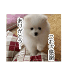 ぽめらにあんこむぎ（個別スタンプ：4）