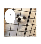 ぽめらにあんこむぎ（個別スタンプ：5）
