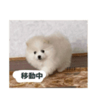 ぽめらにあんこむぎ（個別スタンプ：6）