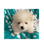 ぽめらにあんこむぎ（個別スタンプ：7）