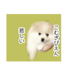 ぽめらにあんこむぎ（個別スタンプ：9）