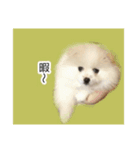 ぽめらにあんこむぎ（個別スタンプ：10）