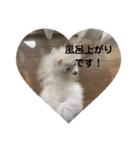 ぽめらにあんこむぎ（個別スタンプ：13）