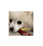 ぽめらにあんこむぎ（個別スタンプ：14）