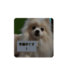 ぽめらにあんこむぎ（個別スタンプ：15）