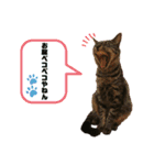 日常会話ニャンズ（個別スタンプ：2）