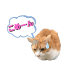 日常会話ニャンズ（個別スタンプ：3）