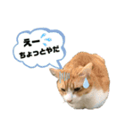 日常会話ニャンズ（個別スタンプ：4）