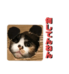 日常会話ニャンズ（個別スタンプ：6）
