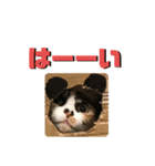 日常会話ニャンズ（個別スタンプ：7）