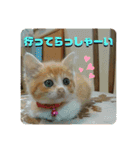日常会話ニャンズ（個別スタンプ：8）