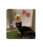 日常会話ニャンズ（個別スタンプ：9）