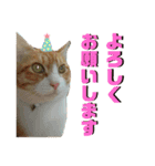 日常会話ニャンズ（個別スタンプ：11）