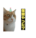 日常会話ニャンズ（個別スタンプ：12）