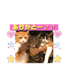 日常会話ニャンズ（個別スタンプ：14）