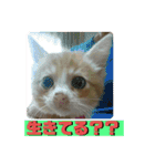 日常会話ニャンズ（個別スタンプ：19）