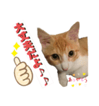 日常会話ニャンズ（個別スタンプ：20）
