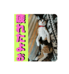 日常会話ニャンズ（個別スタンプ：21）