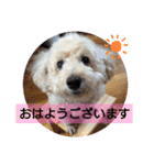 トイプードル♡レオ③（個別スタンプ：2）