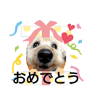 トイプードル♡レオ③（個別スタンプ：18）