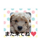 トイプードル♡レオ③（個別スタンプ：24）