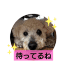 トイプードル♡レオ③（個別スタンプ：25）