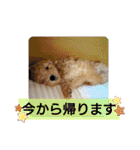 トイプードル♡レオ③（個別スタンプ：27）