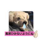 トイプードル♡レオ③（個別スタンプ：28）